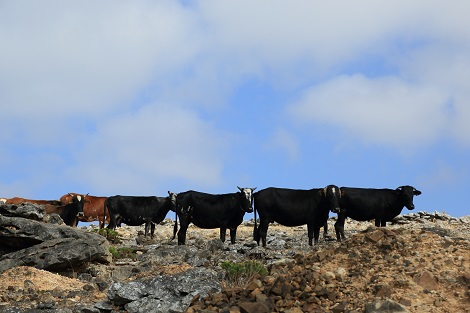 ソコトラ島の牛